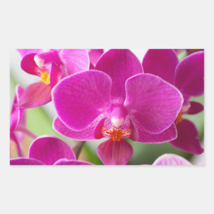 Pink Orchid Flower - Floral Orchids Template Rectangular Sticker