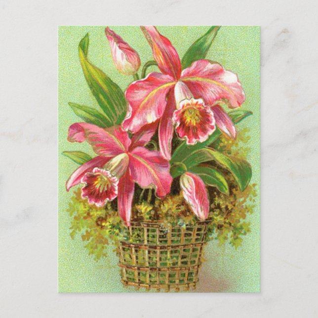 Pink Orchid Flower Postcard (Front)