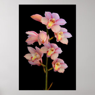 Pink orchid flower poster