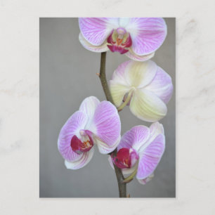 Pink Orchid Flowers Postcard