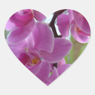 Pink Orchid Hearts Heart Sticker