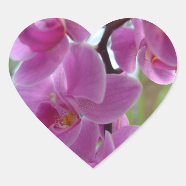Pink Orchid Hearts Heart Sticker (Front)