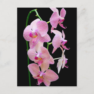 Pink orchid postcard