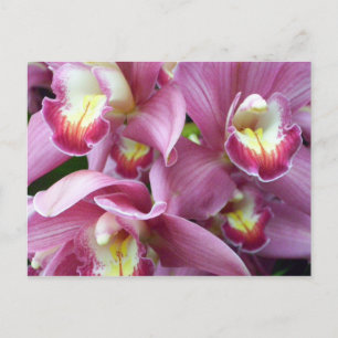 Pink Orchid Postcard