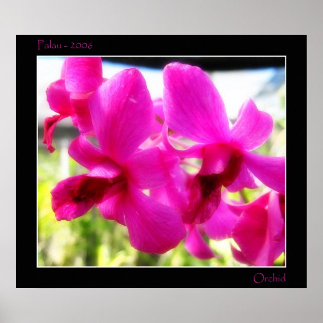 Pink Orchid Poster (Front)