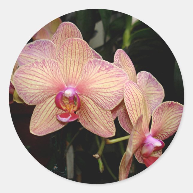 Pink Orchid Stickers (Front)
