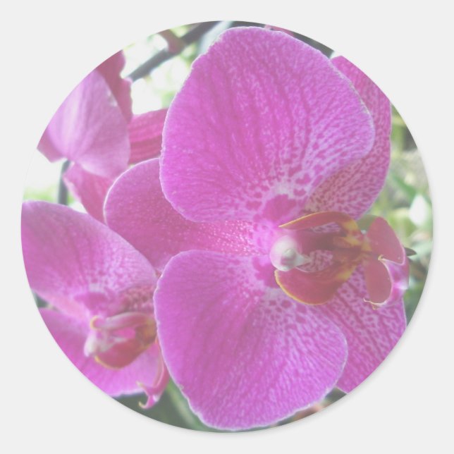 Pink Orchid Stickers (Front)