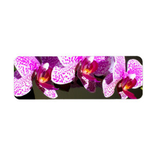 Pink Orchids