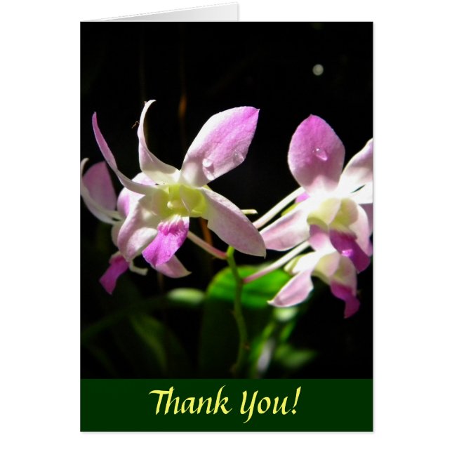 Pink Orchids (Front)