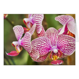 Pink Orchids