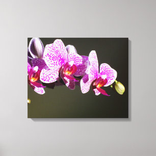 Pink Orchids Canvas Print