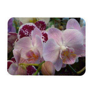 Pink Orchids Magnet