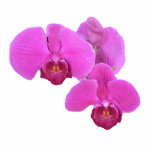 Pink Orchids Photo Sculpture Decoration<br><div class="desc">Pink orchids make a lovely 3D ornament</div>