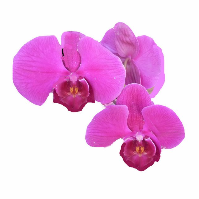 Pink Orchids Photo Sculpture Decoration (Front)