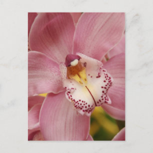 Pink Orchids Postcard