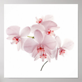 Pink orchids poster