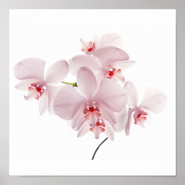 Pink orchids poster (Front)