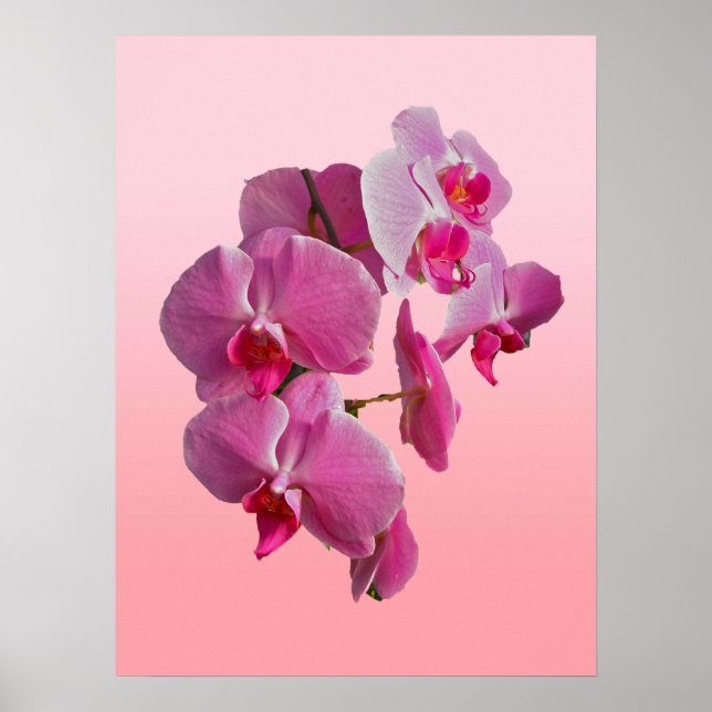 Pink Orchids Poster (Front)