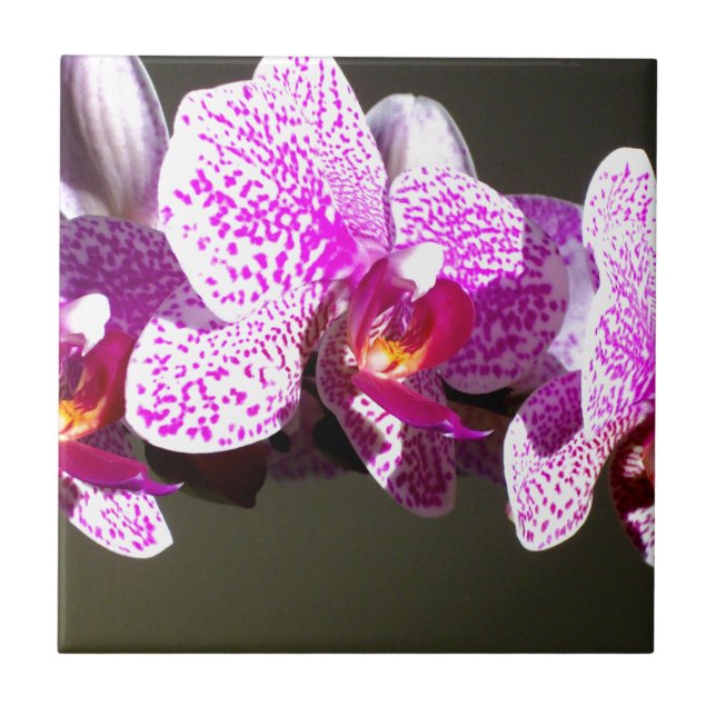 Pink Orchids romantic pink tropical floral photo Tile (Front)