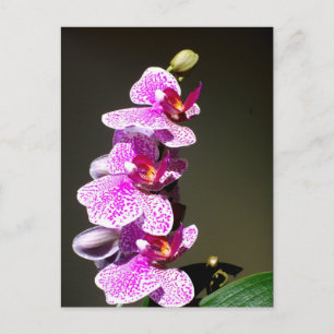 Pink Orchids, romantic tropical floral Postcard