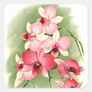 Pink Orchids - Sticker