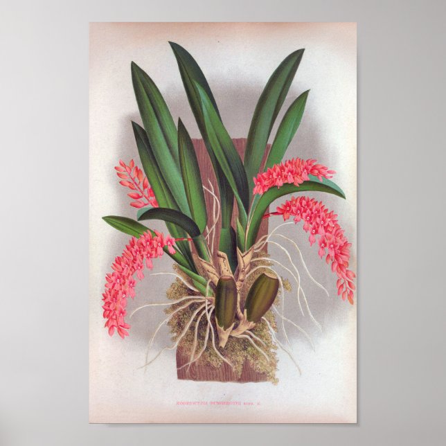 Pink Orchids Vintage Rodriguezia Bungerothi Poster (Front)