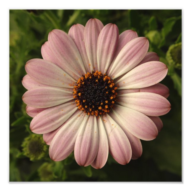 Pink Osteospermum Photo Print (Front)