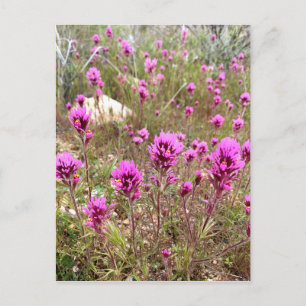 Pink Owls Clover Wildflowers Postcard