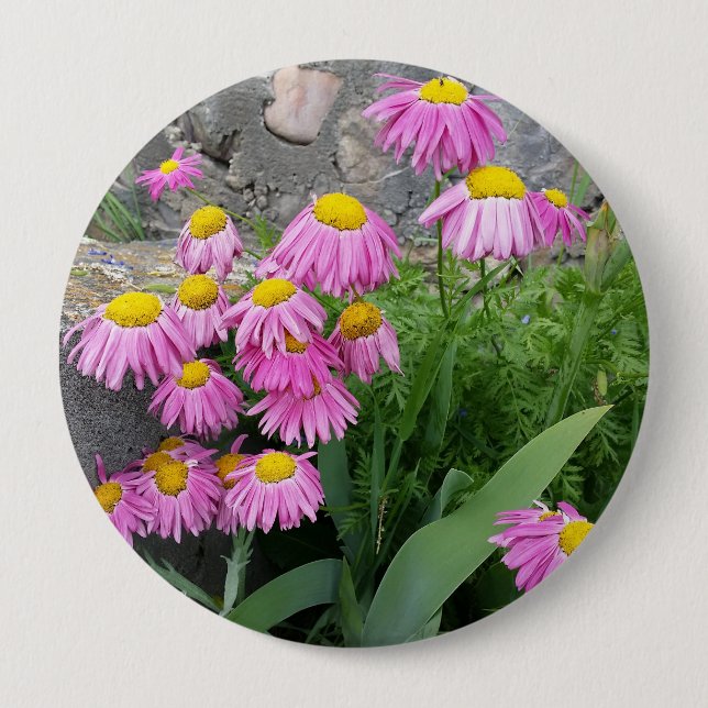 Pink Painted daisy Flowers Nature photography  10 Cm Round Badge (Front)