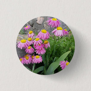 Pink Painted daisy Flowers Nature photography 3 Cm Round Badge