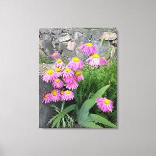 Pink Painted daisy Flowers Nature photography Canvas Print