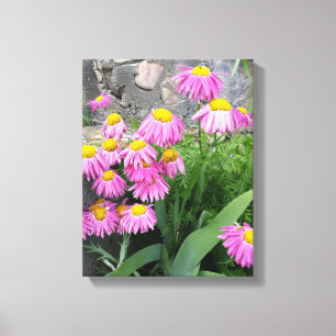Pink Painted daisy Flowers Nature photography Canvas Print