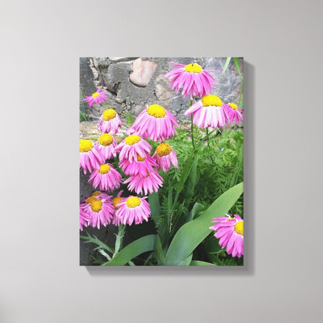 Pink Painted daisy Flowers Nature photography   Canvas Print (Front)