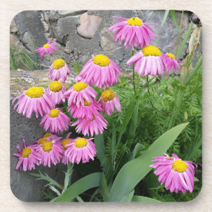 Pink Painted daisy Flowers Nature photography Coaster