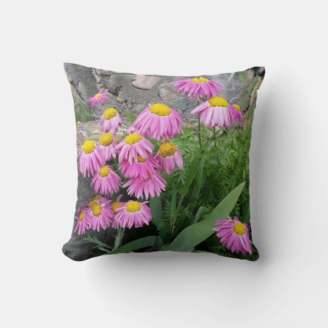 Pink Painted daisy Flowers Nature photography  Cushion (Front)