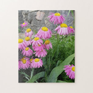 Pink Painted daisy Flowers Nature photography Jigsaw Puzzle