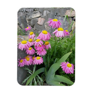Pink Painted daisy Flowers Nature photography  Magnet