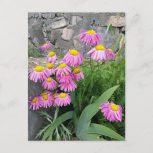Pink Painted daisy Flowers Nature photography  Postcard