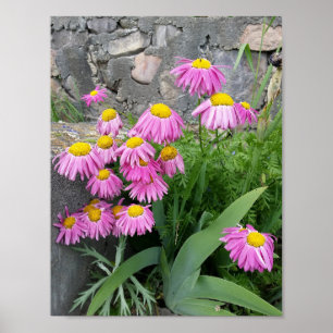 Pink Painted daisy Flowers Nature photography Poster
