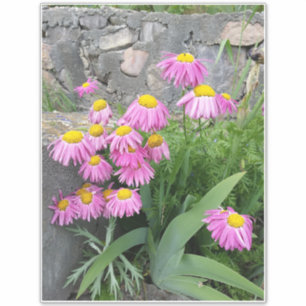 Pink Painted daisy wild Flowers Nature photo  