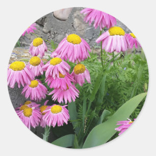 Pink Painted daisy wild Flowers Nature photo Classic Round Sticker