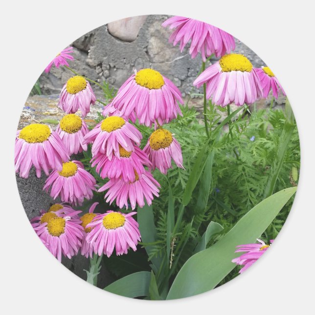 Pink Painted daisy wild Flowers Nature photo Classic Round Sticker (Front)