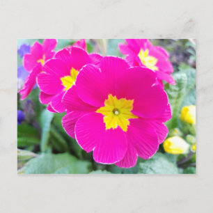 Pink Pansies in the Park Postcard