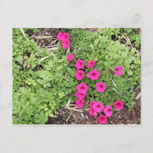 Pink Pansies Postcard