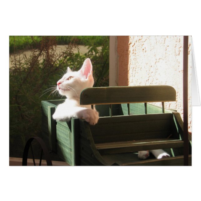 Pink Panther Rides Again (Front Horizontal)