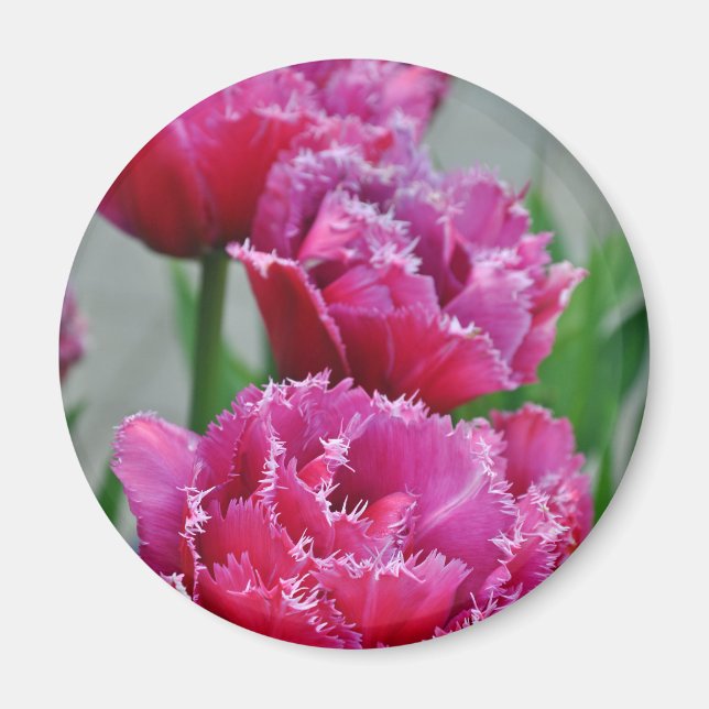 Pink parrot tulips magnet (Front)