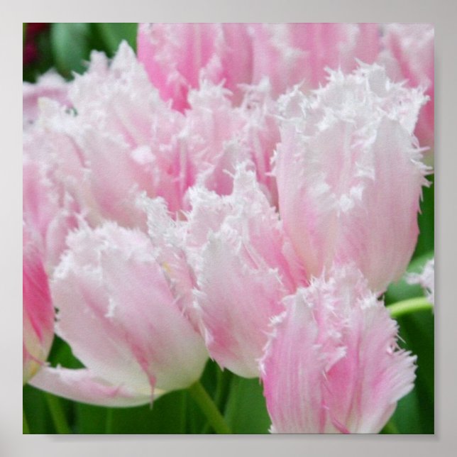 Pink Parrot Tulips Poster (Front)