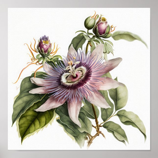 Pink Passion Flower Art Print Poster (Front)