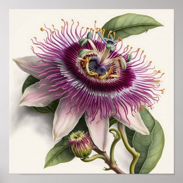 Pink Passion Flower Art Print Poster (Front)