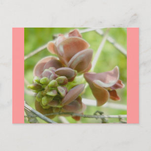 Pink Pea-Like Flower Postcard
